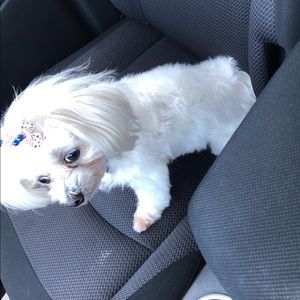 Meet your Posher, Myla